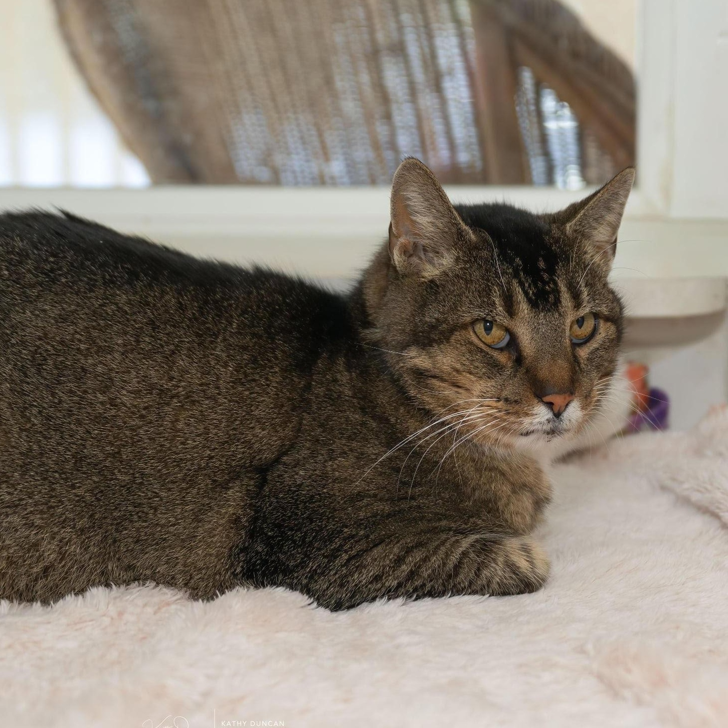 Enlarge Dax, a ADOPTABLE Domestic Short Hair in Manchester, MO image 3/4