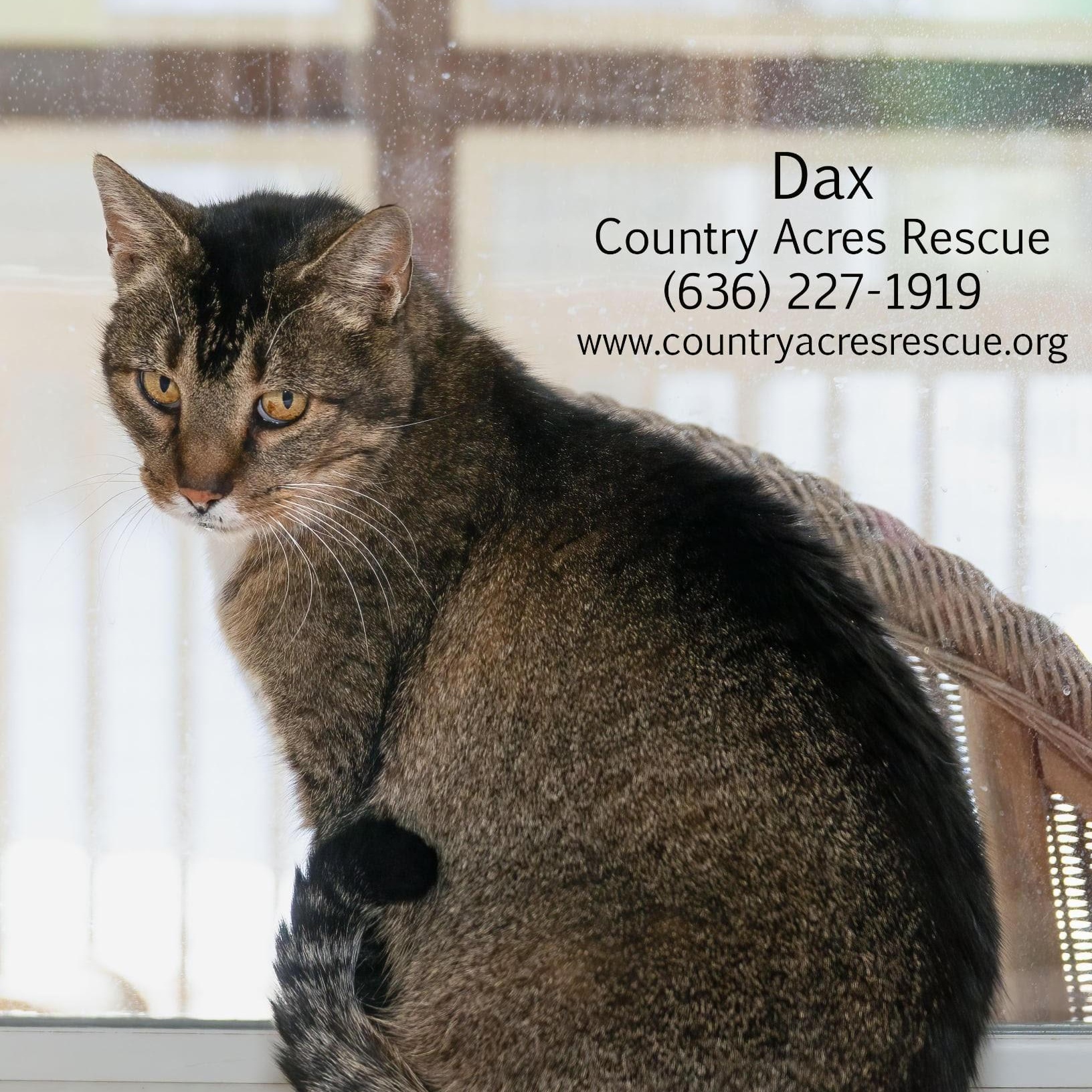 Enlarge Dax, a ADOPTABLE Domestic Short Hair in Manchester, MO image 2/4