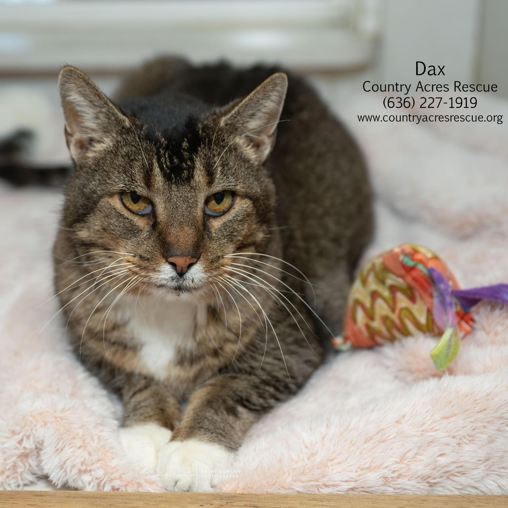 Enlarge Dax, a ADOPTABLE Domestic Short Hair in Manchester, MO image 4/4
