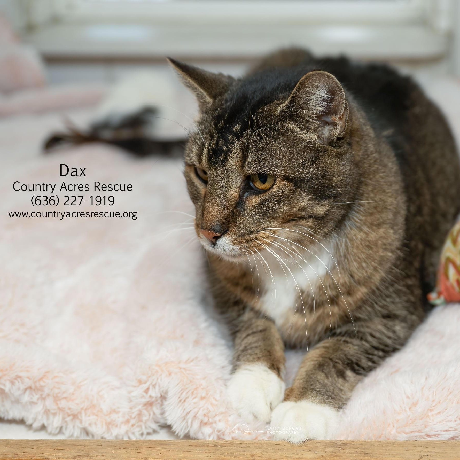 Enlarge Dax, a ADOPTABLE Domestic Short Hair in Manchester, MO image 1/4