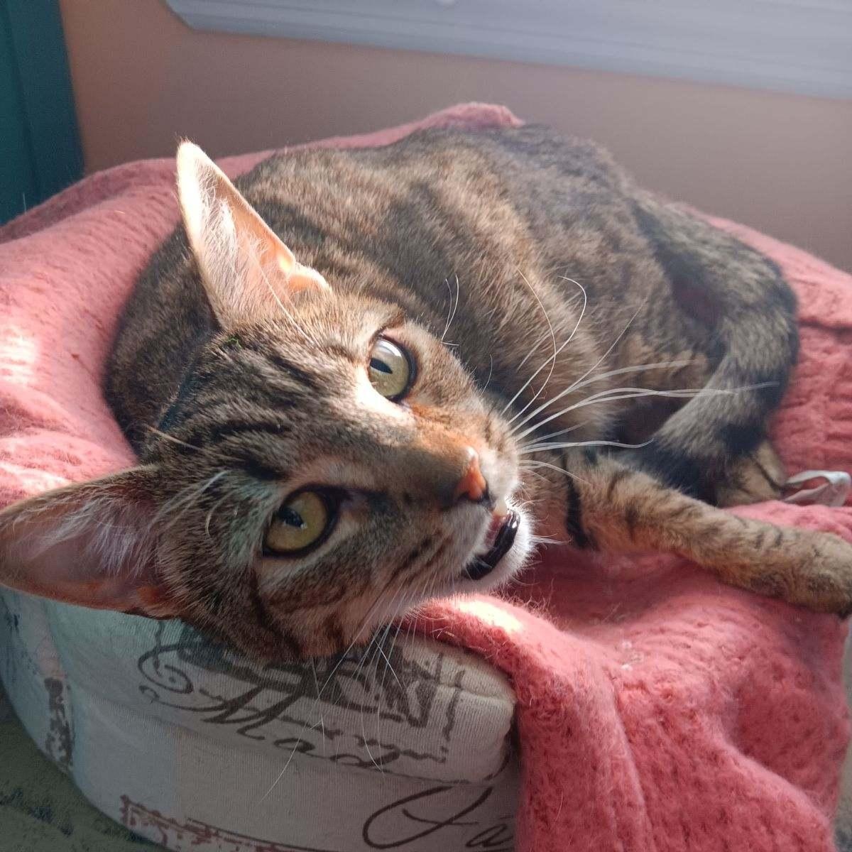 Nadine – Your Perfect Lap Kitty!, a Adoptable Domestic Short Hair in New York, NY image 1/3