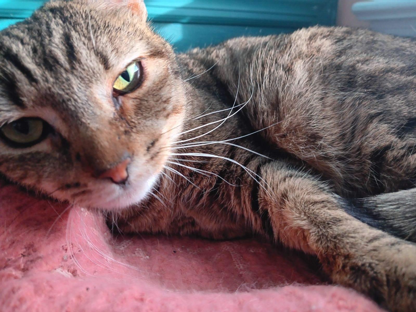 Nadine – Your Perfect Lap Kitty!, a Adoptable Domestic Short Hair in New York, NY image 3/3