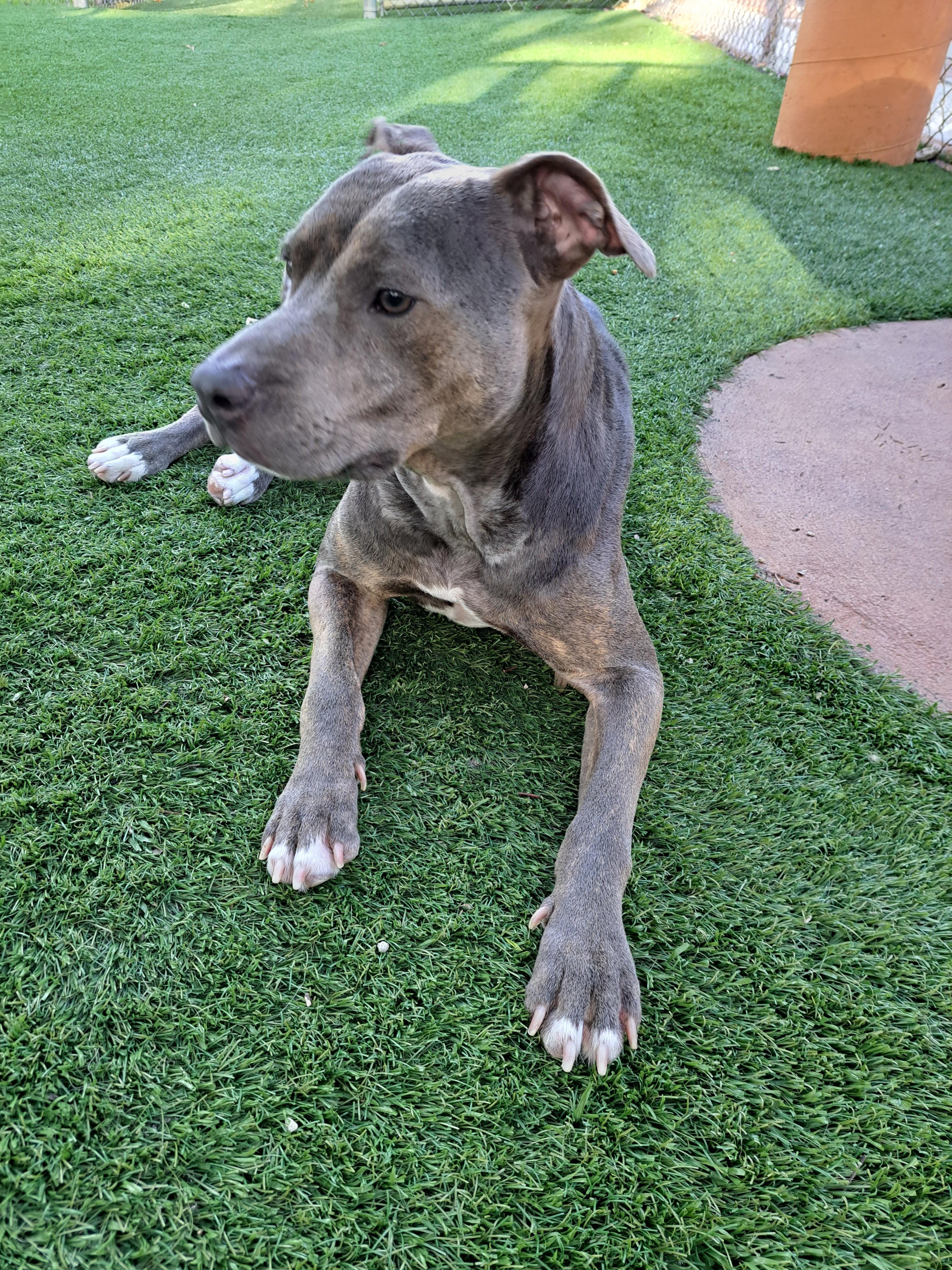 Enlarge Maya, a Adoptable mixed breed in Hialeah, FL image 1/6