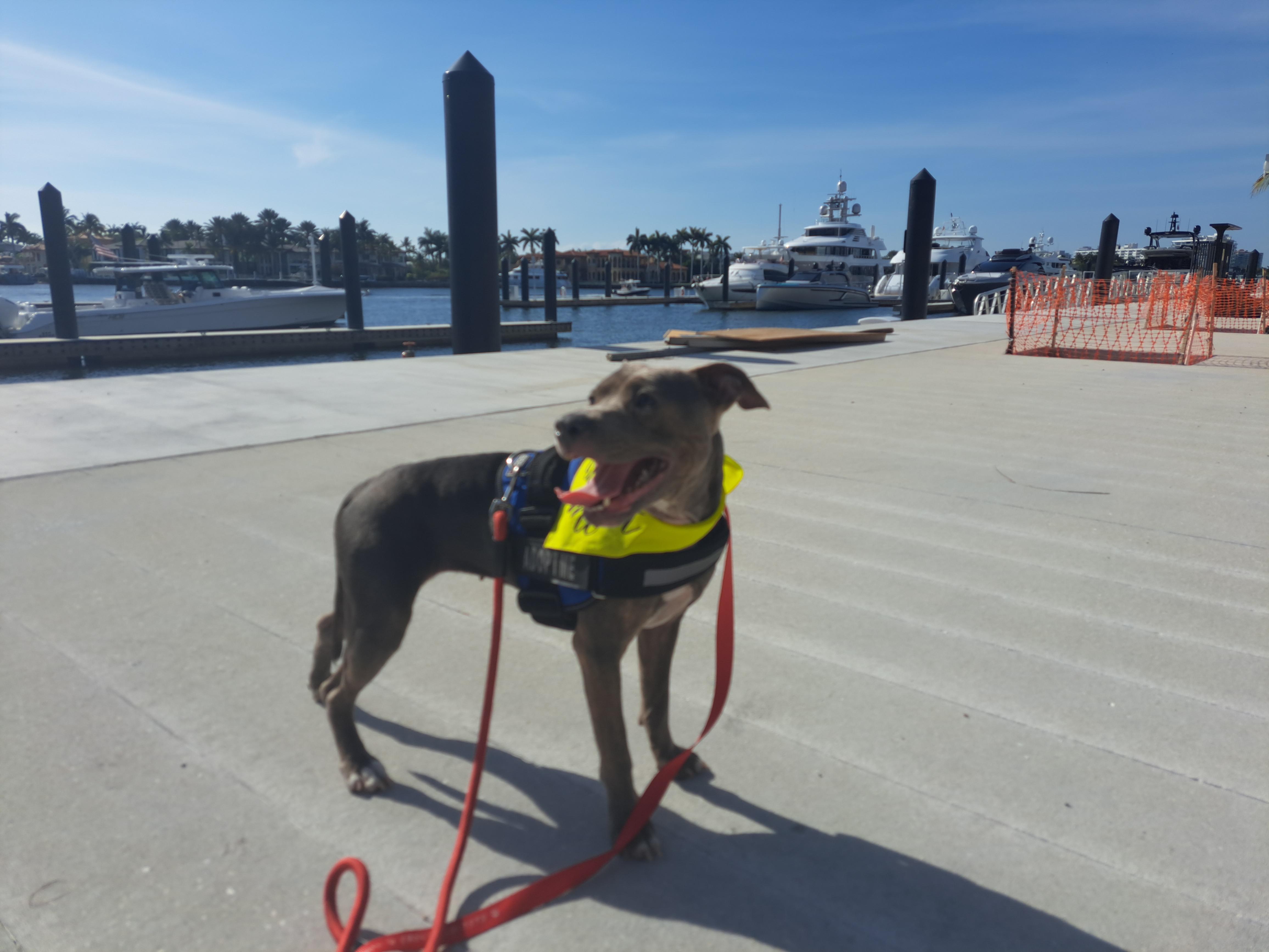 Maya, Adoptable, Young Female Terrier & Patterdale Terrier / Fell Terrier.