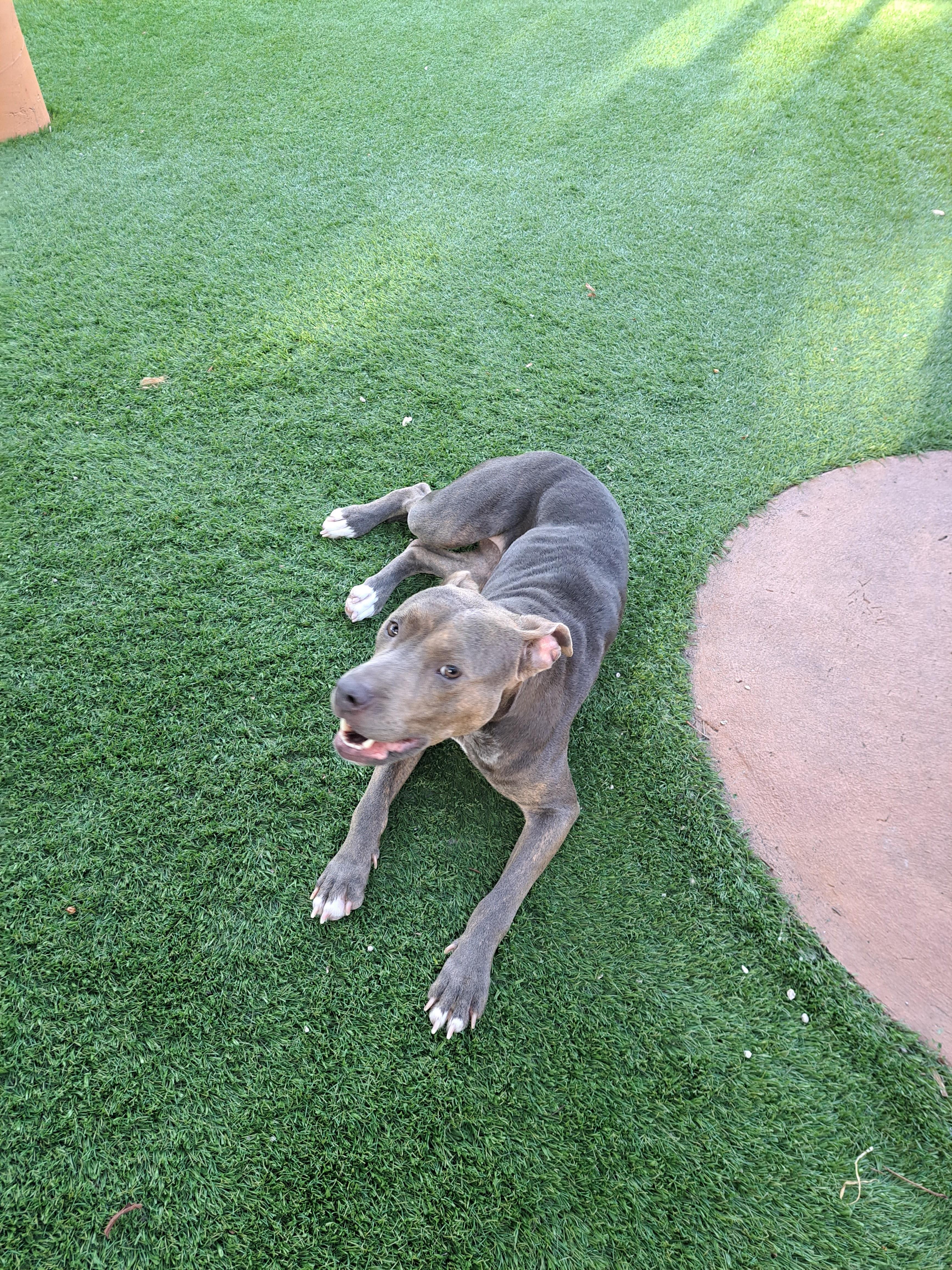 Enlarge Maya, a Adoptable mixed breed in Hialeah, FL image 3/6