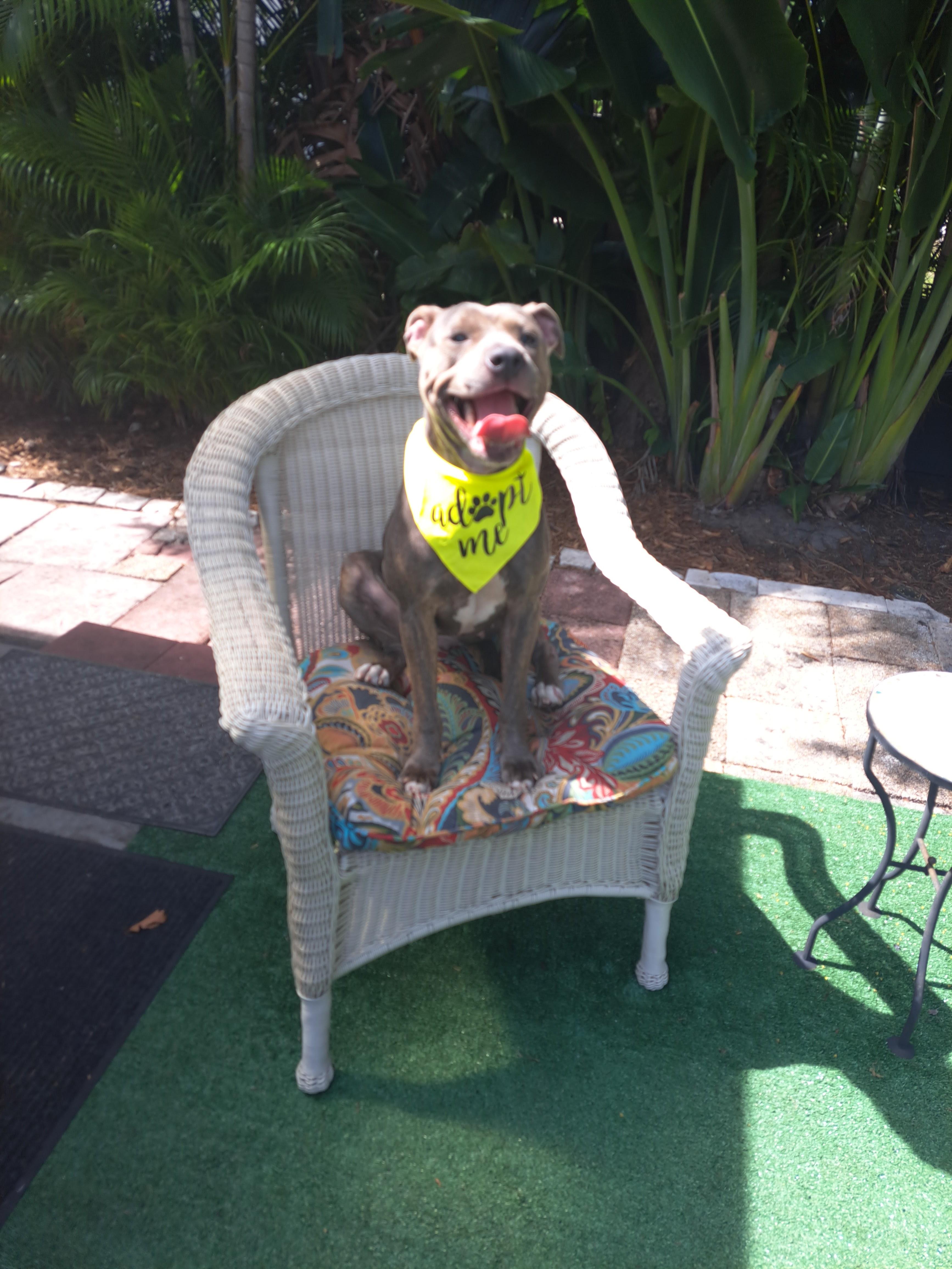 Enlarge Maya, a Adoptable mixed breed in Hialeah, FL image 4/6