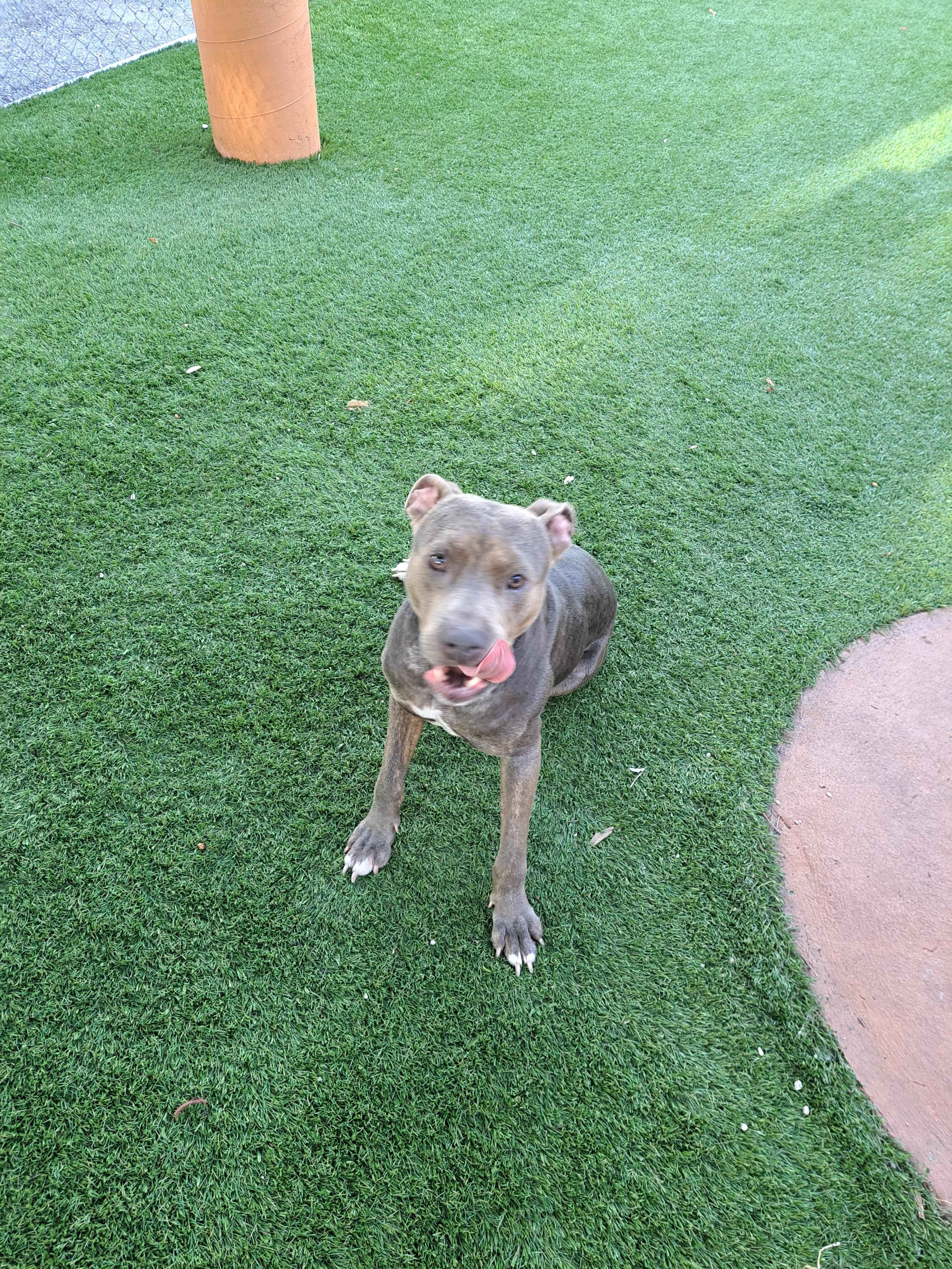 Enlarge Maya, a Adoptable mixed breed in Hialeah, FL image 5/6