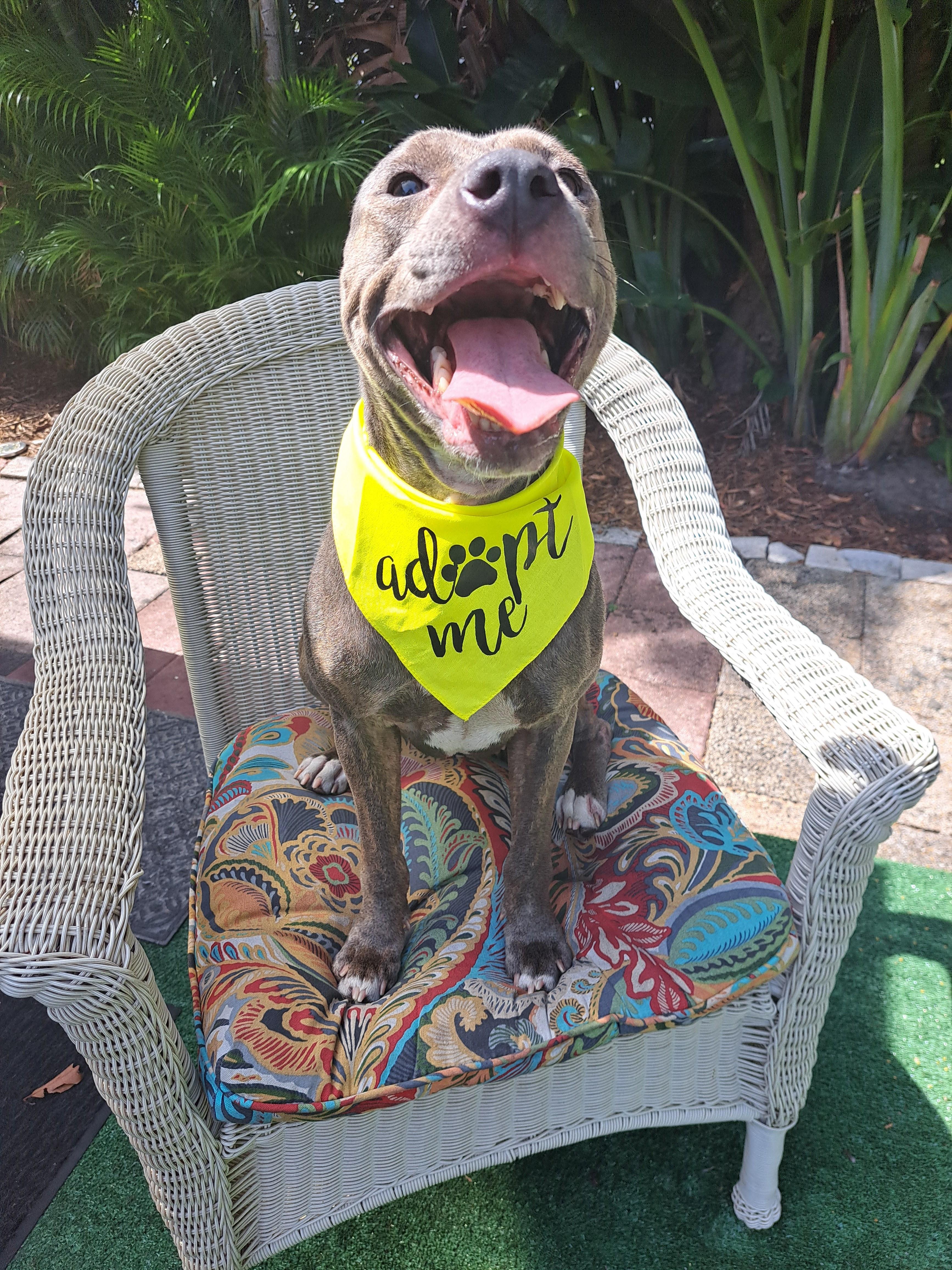 Enlarge Maya, a Adoptable mixed breed in Hialeah, FL image 6/6