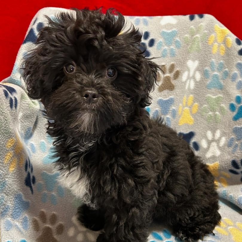 Enlarge Onyx, a Adopted Poodle (Toy) in Bartonsville, PA image 2/3