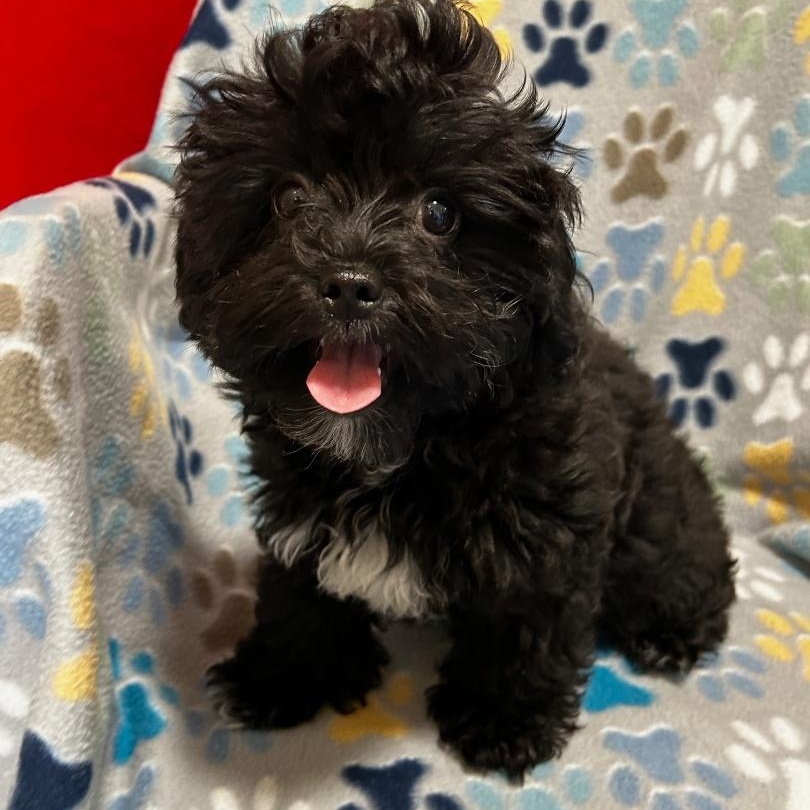 Onyx, Adopted, Young Female Poodle (Toy).