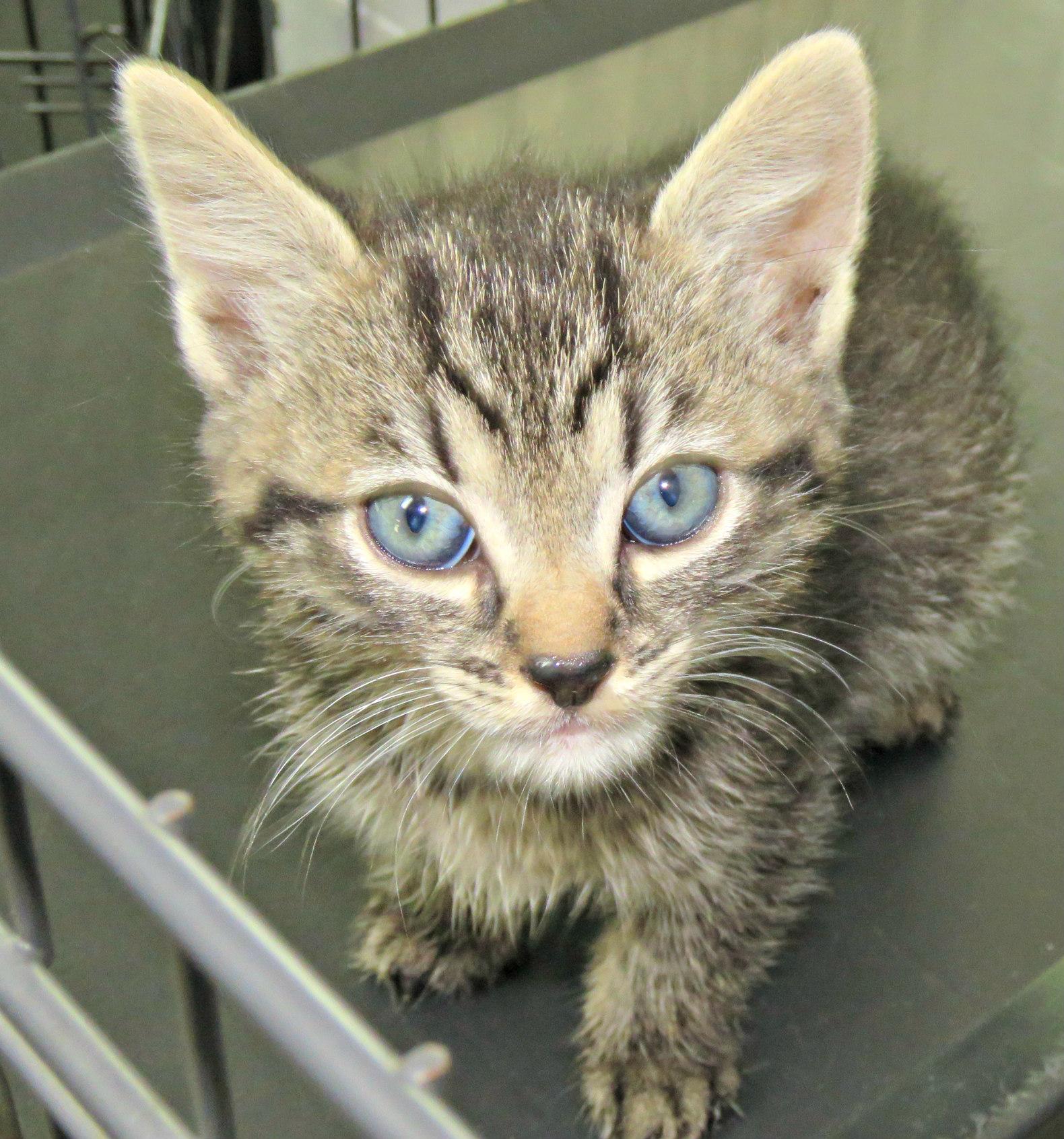Slate, Baby Female Domestic Short Hair