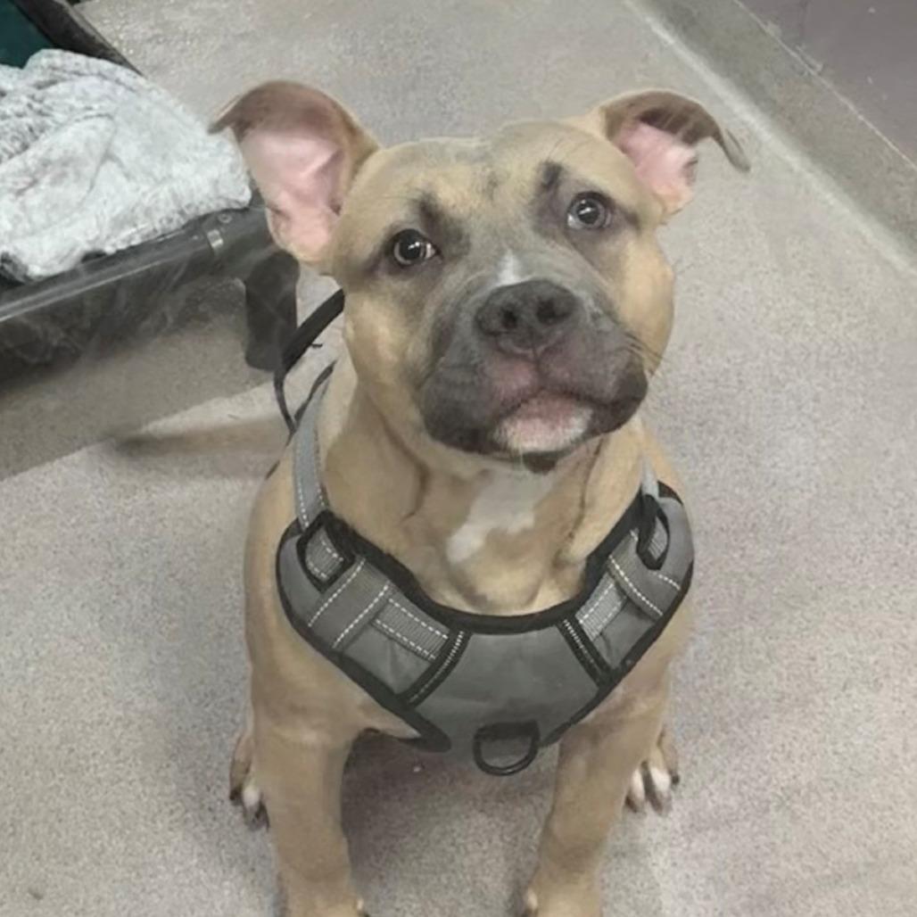 Enlarge Willie, a Adoptable Pit Bull Terrier in Branford, CT image 1/1