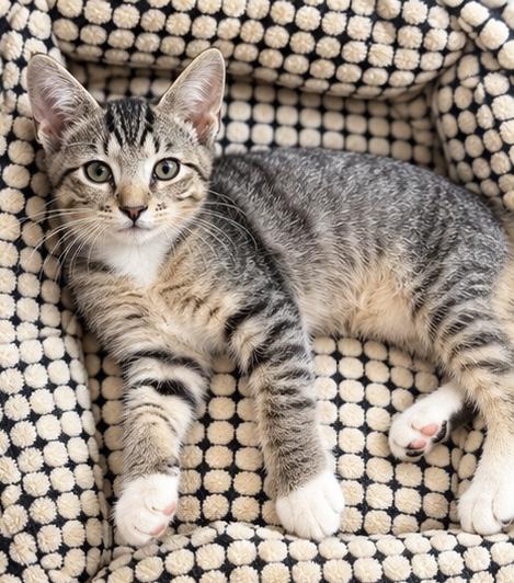 Enlarge Jane, a Adoptable mixed breed in Jackson, MI image 3/6