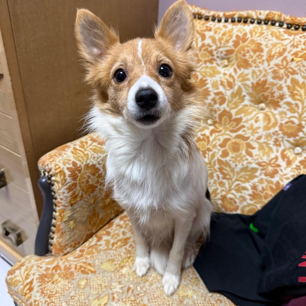 Helena, Adoptable, Young Female Shetland Sheepdog / Sheltie.