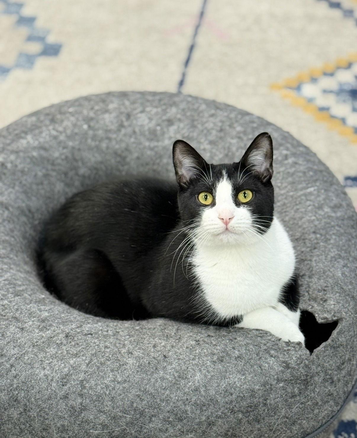 Enlarge Radicchio, a Adoptable Domestic Short Hair in Newtown Square, PA image 1/3