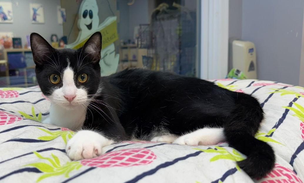 Enlarge Radicchio, a Adoptable Domestic Short Hair in Newtown Square, PA image 3/3