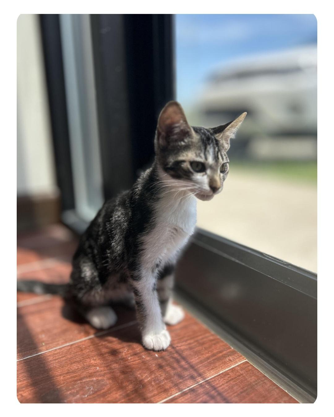 Mr. Mistoffelees, Adoptable, Young Male Extra-Toes Cat / Hemingway Polydactyl.