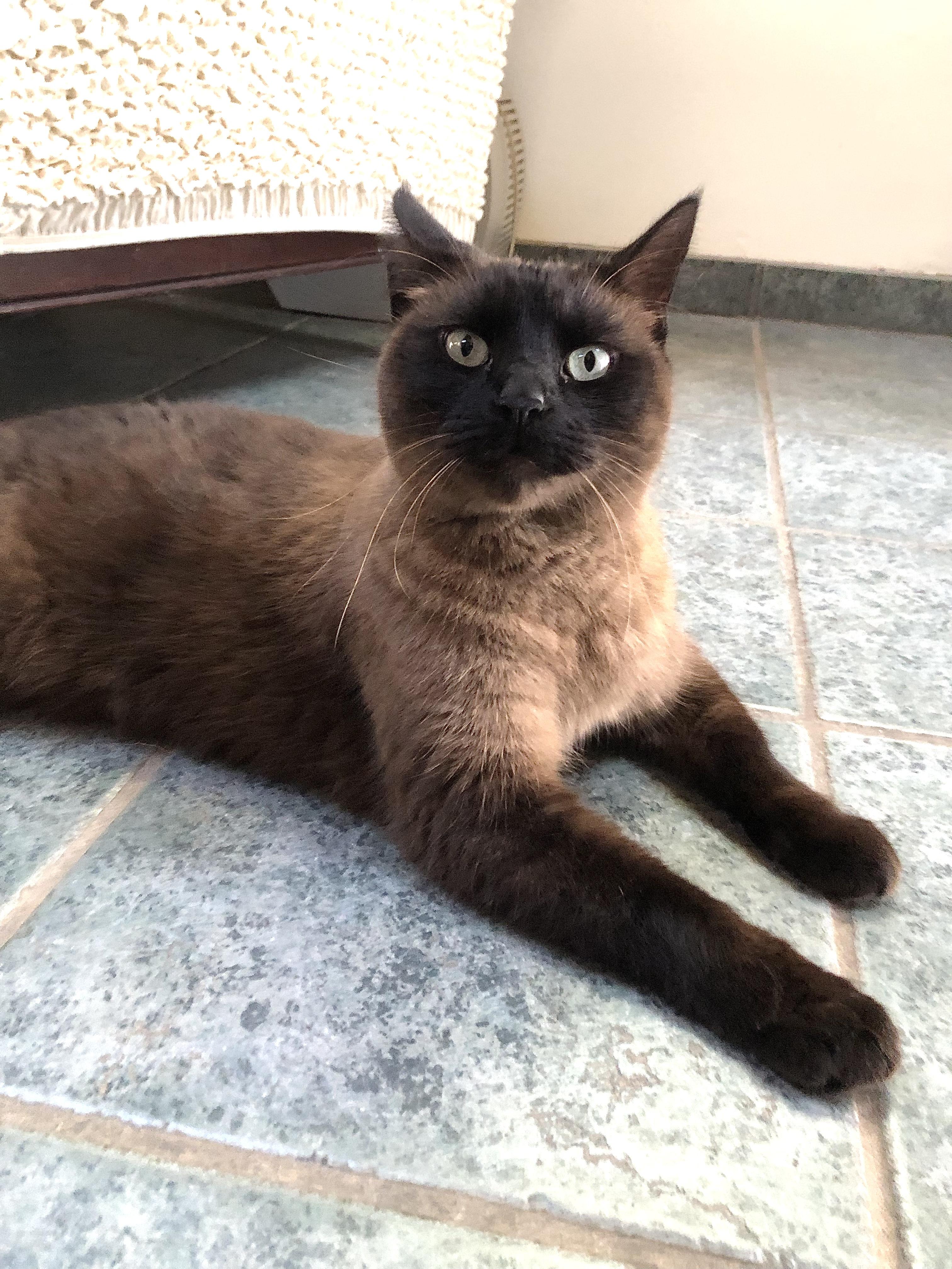 Enlarge Sofia, a ADOPTABLE Siamese in Ventura, CA image 2/2