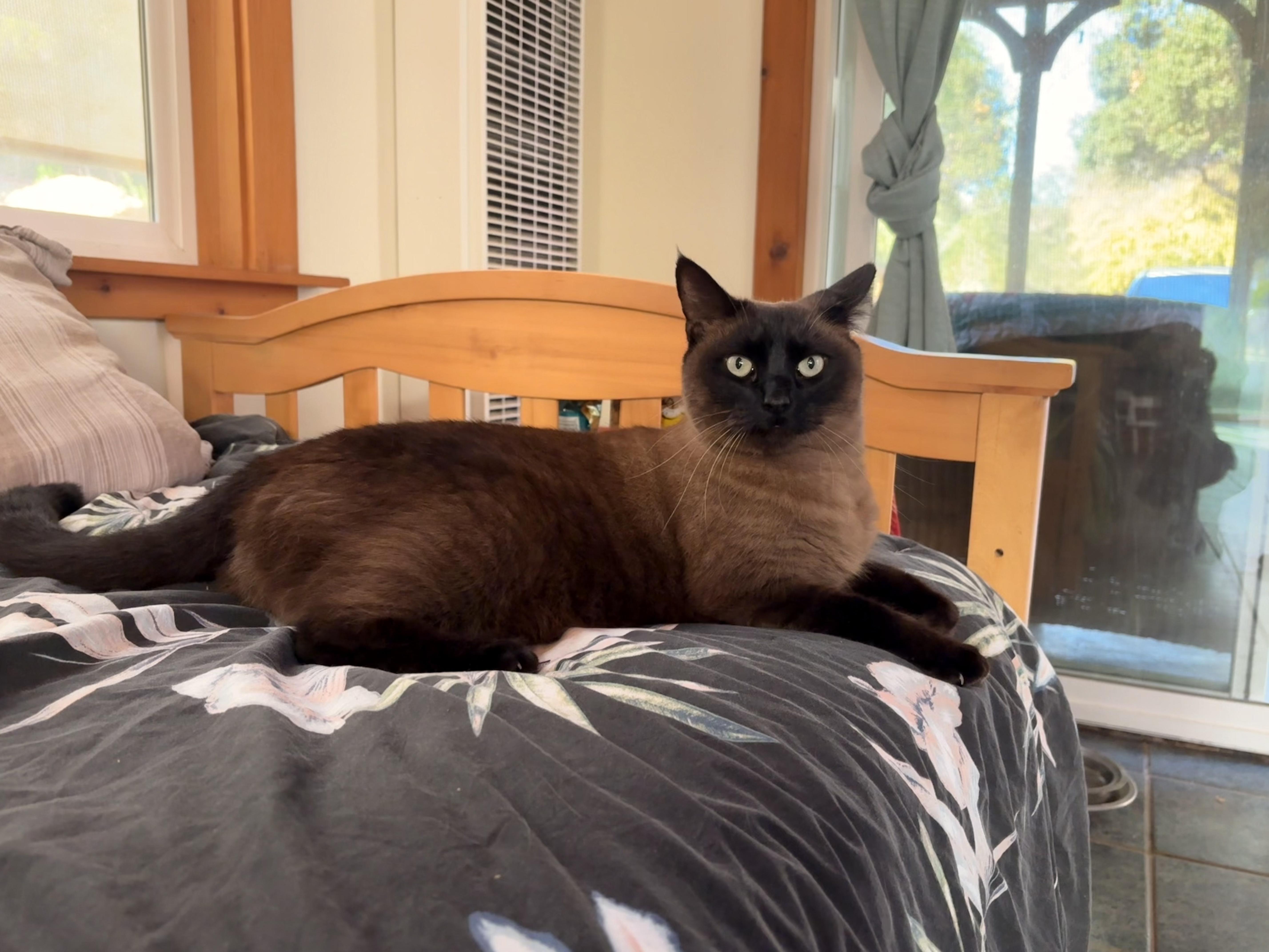 Sofia, ADOPTABLE, Adult Female Siamese.