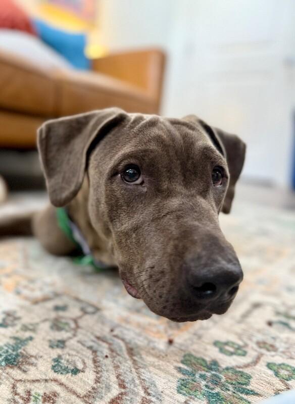 Fizz with that Soul Dog Spark, Adoptable, Adult Female Labrador Retriever & Weimaraner.