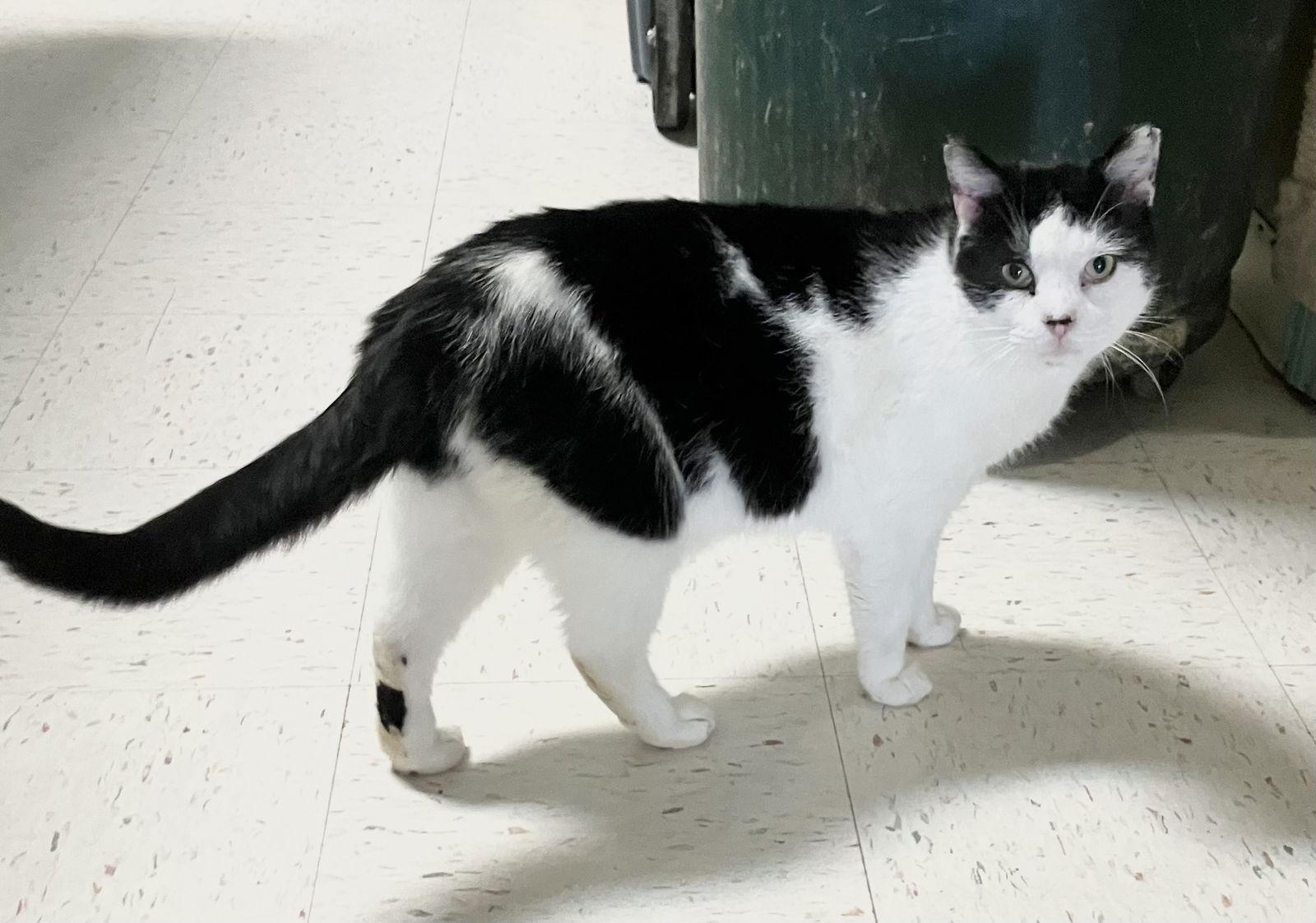 Orlando, a Adoptable Domestic Short Hair in Dublin, OH image 1/3