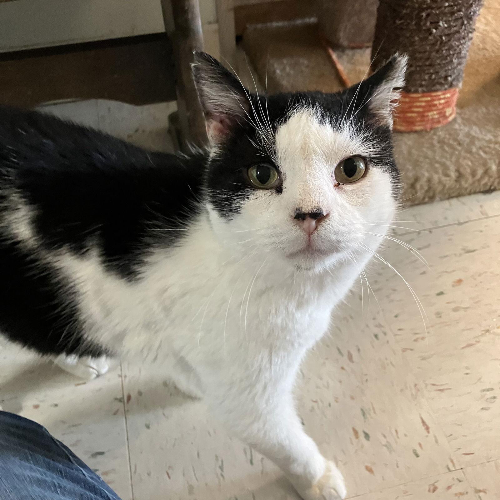 Orlando, a Adoptable Domestic Short Hair in Dublin, OH image 2/3