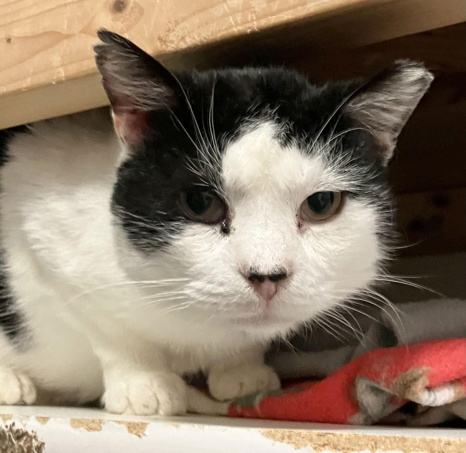 Orlando, a Adoptable Domestic Short Hair in Dublin, OH image 3/3