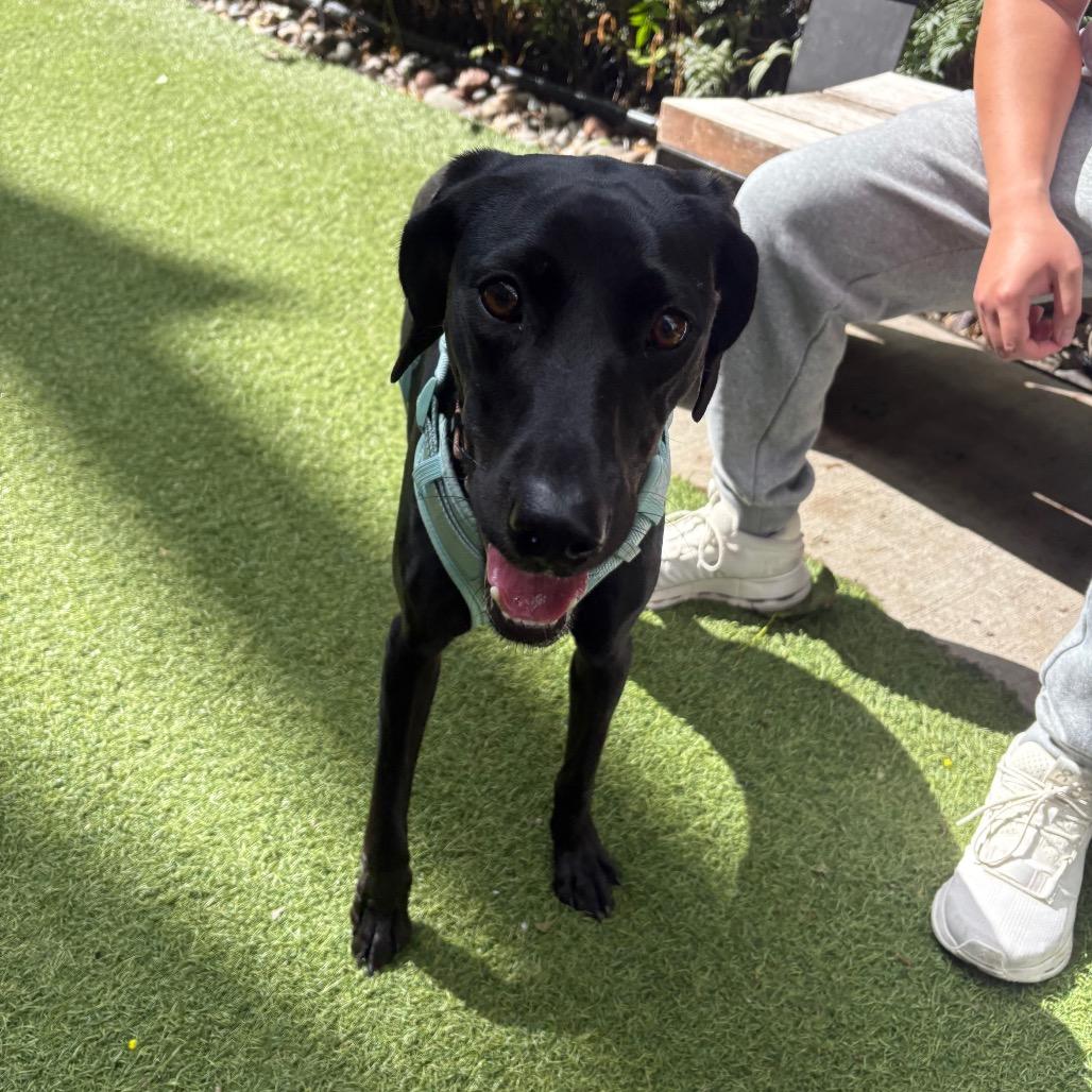 Enlarge Ciarra, a Adoptable Mixed Breed in Hibbing , MN image 4/5