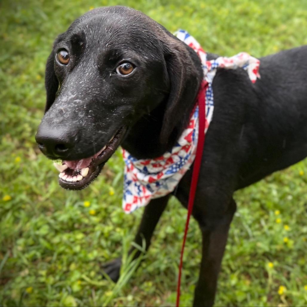 Enlarge Ciarra, a Adoptable Mixed Breed in Hibbing , MN image 2/5