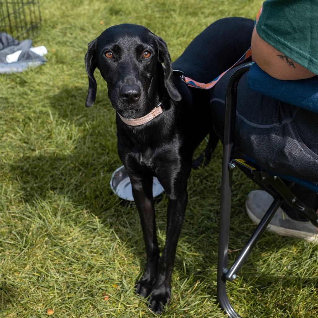 Enlarge Ciarra, a Adoptable Mixed Breed in Hibbing , MN image 1/5