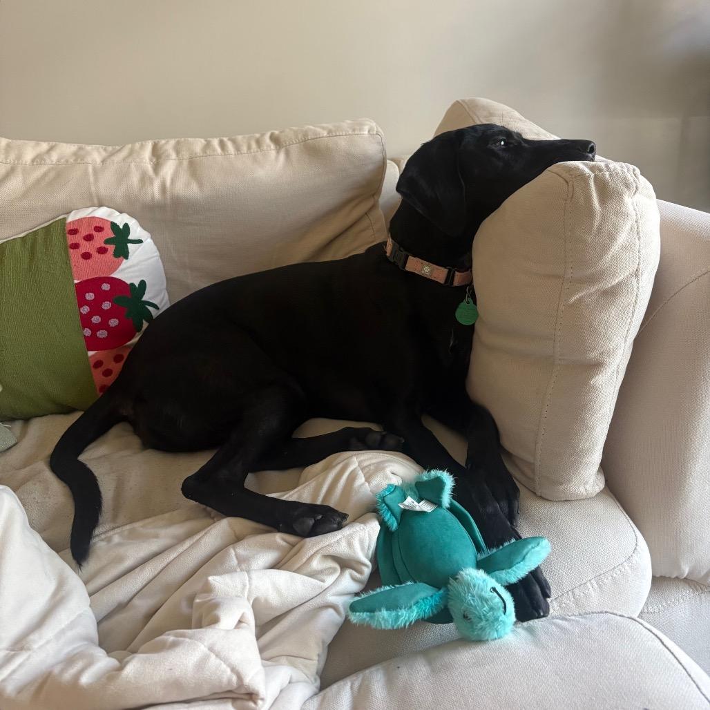 Enlarge Ciarra, a Adoptable Mixed Breed in Hibbing , MN image 5/5
