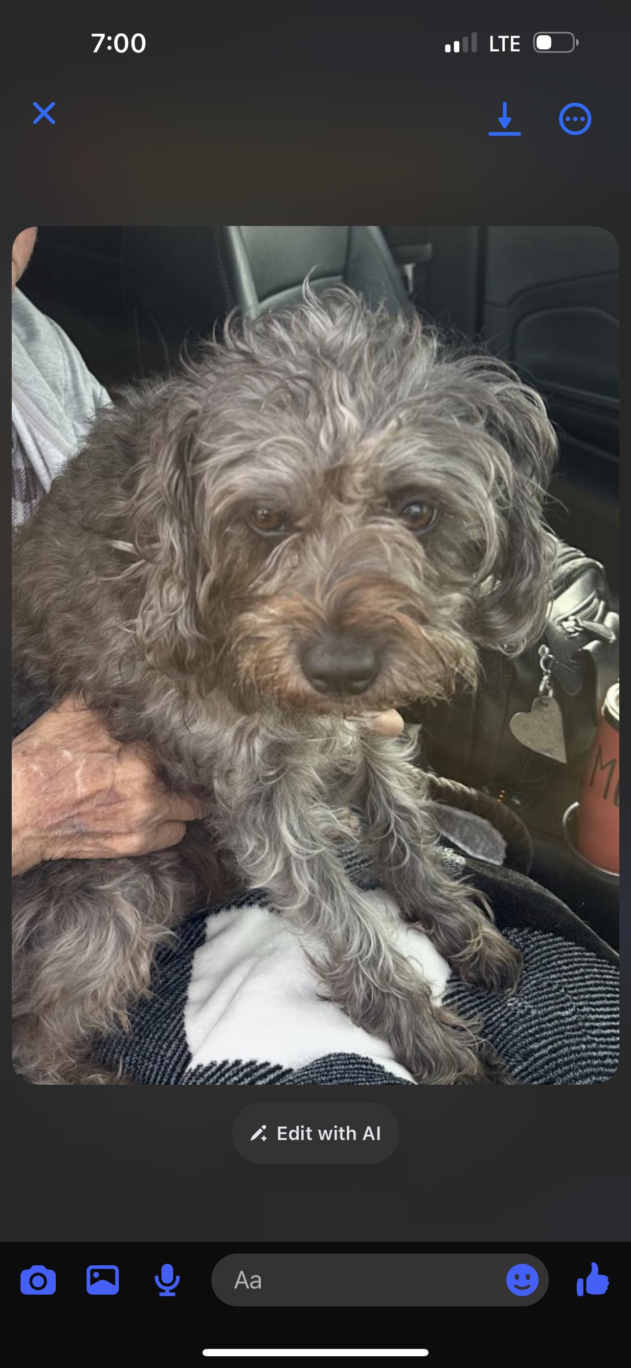 Bella, a Adoptable Schnoodle in Zanesville, OH image 1/2