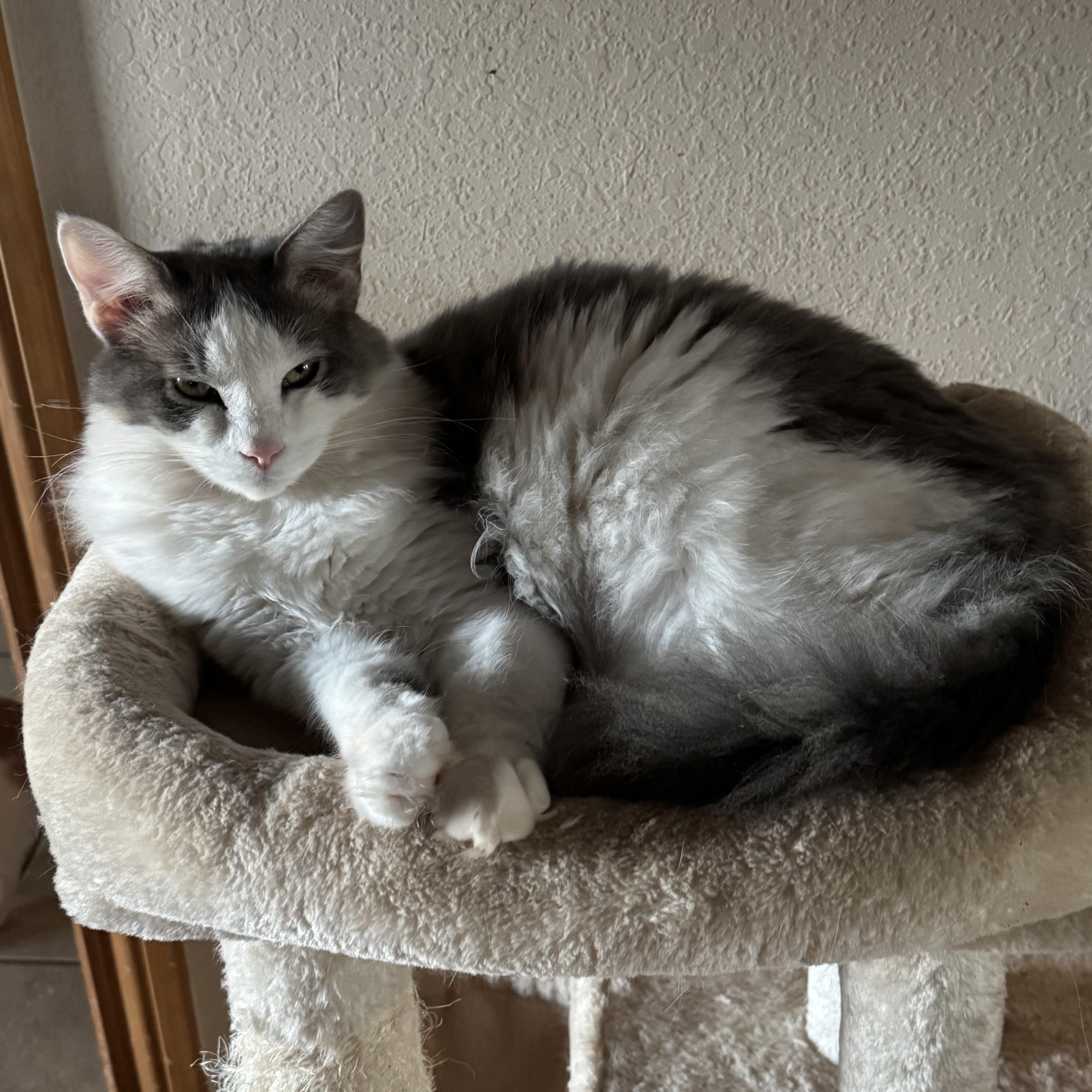 Ash, Adoptable, Young Male Domestic Medium Hair.