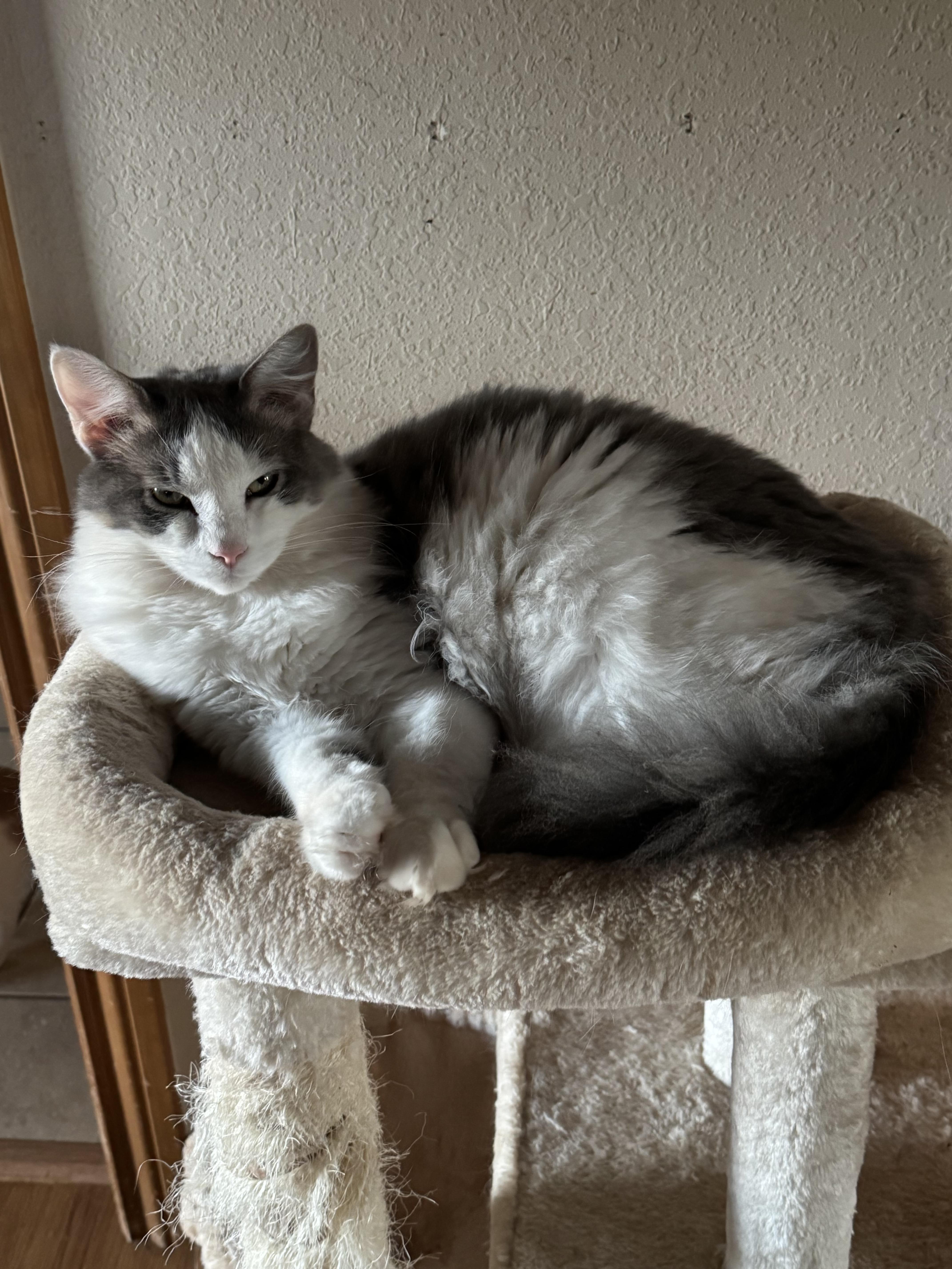 Ash, an adoptable Domestic Medium Hair in Apache, OK, 73006 | Photo Image 1