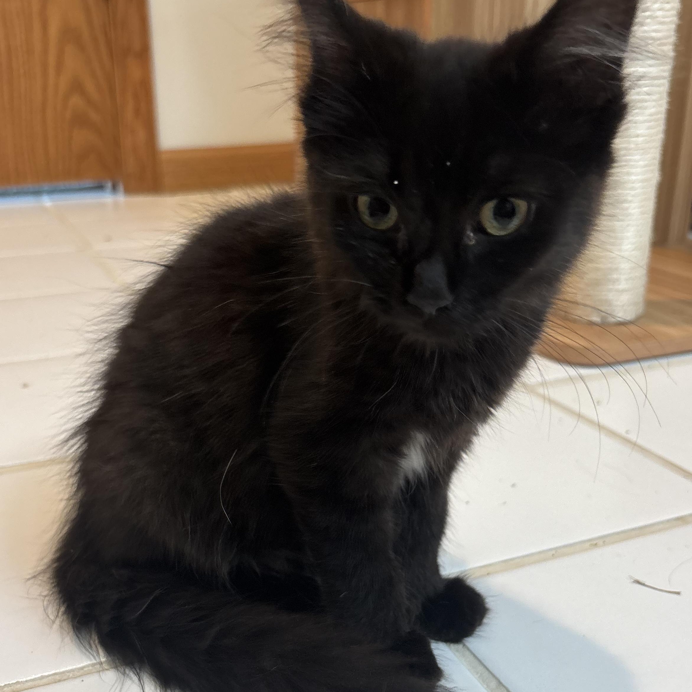 Kirsten, adopted, Kitten Female Domestic Long Hair.