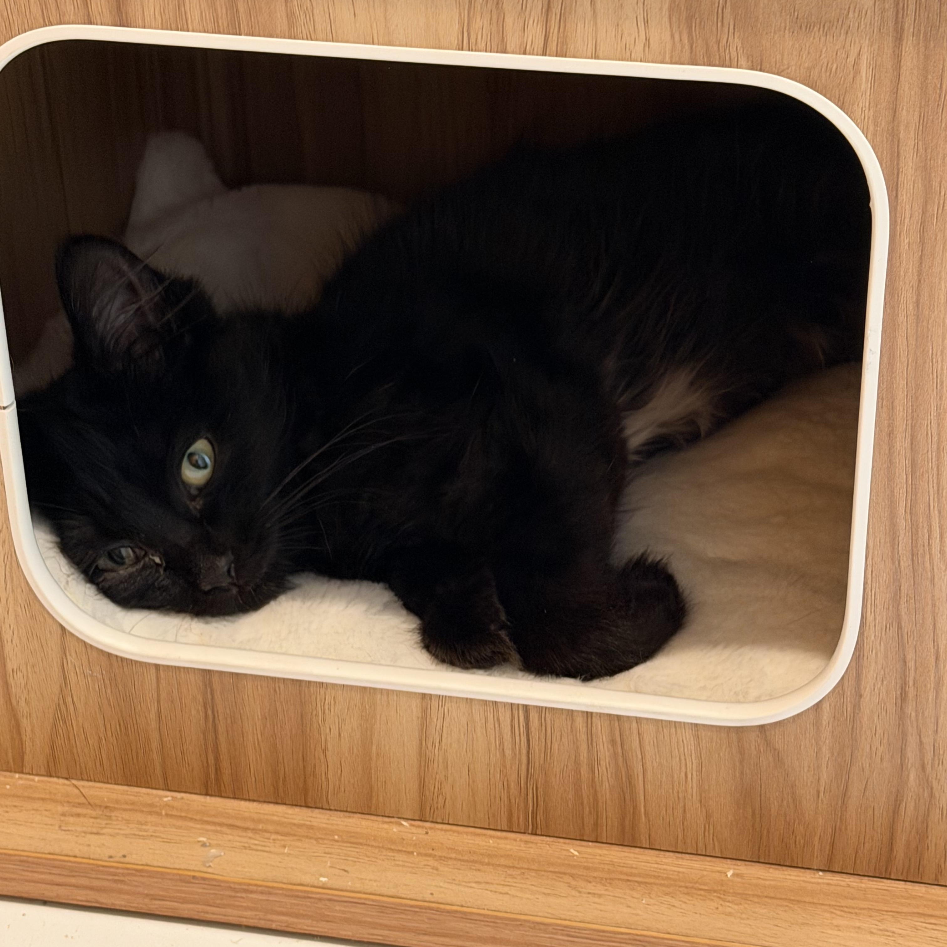 Kirsten, an adopted Domestic Long Hair in Grand Rapids, MI image 2/2