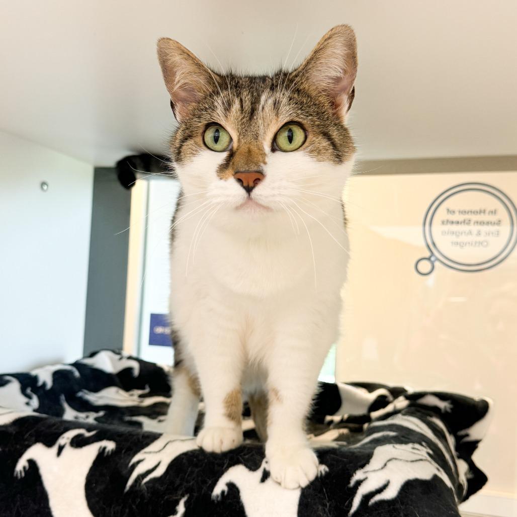Lollipop, Adoptable, Adult Female American Shorthair & Mixed Breed.