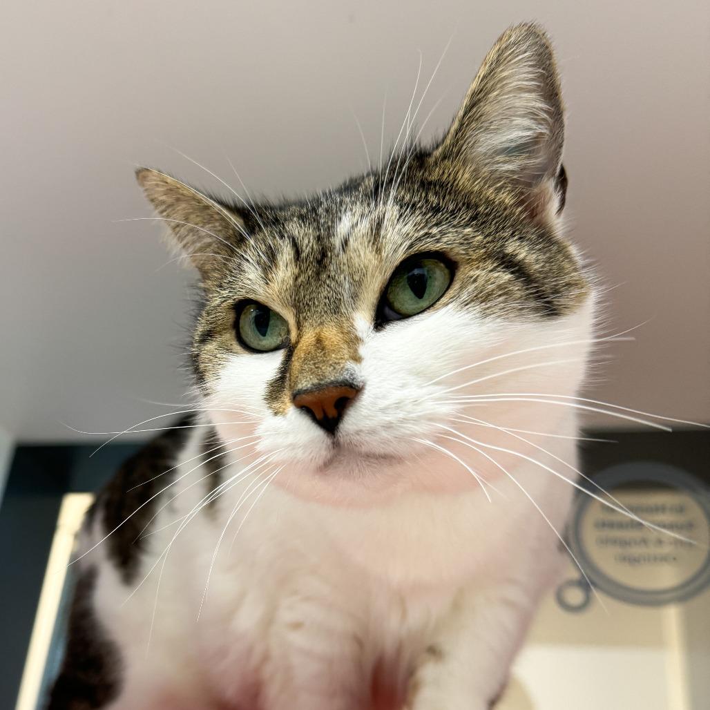 Enlarge Lollipop, a Adoptable mixed breed in Fort Wayne, IN image 2/4