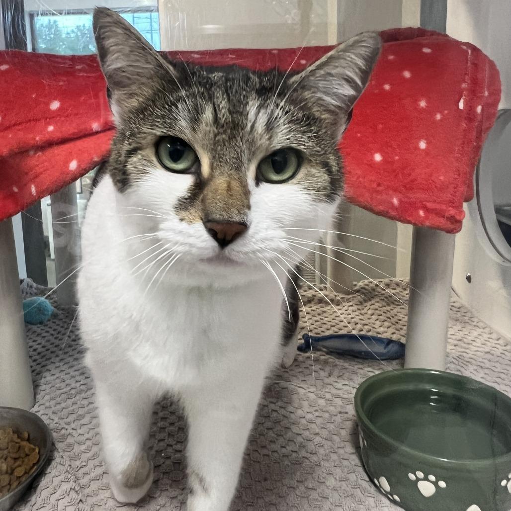 Enlarge Lollipop, a Adoptable mixed breed in Fort Wayne, IN image 3/4