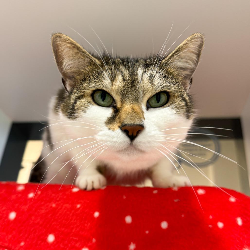 Enlarge Lollipop, a Adoptable mixed breed in Fort Wayne, IN image 4/4