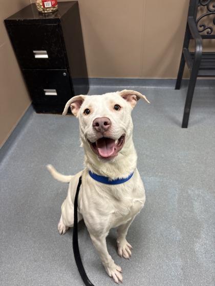 Rudolph, Adoptable, Young Male Mixed Breed & Mixed Breed.