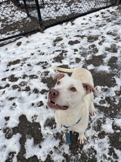 Enlarge Rudolph, a Adoptable mixed breed in Maumee, OH image 2/2