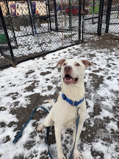 Rudolph, Adoptable, Young Male Mixed Breed & Mixed Breed.