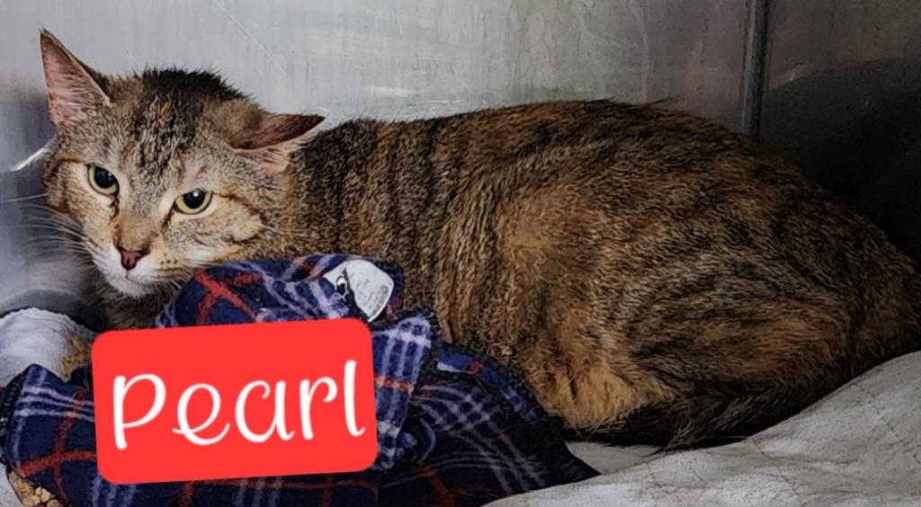 Enlarge Pearl, a Adoptable mixed breed in Jim Thorpe, PA image 4/6