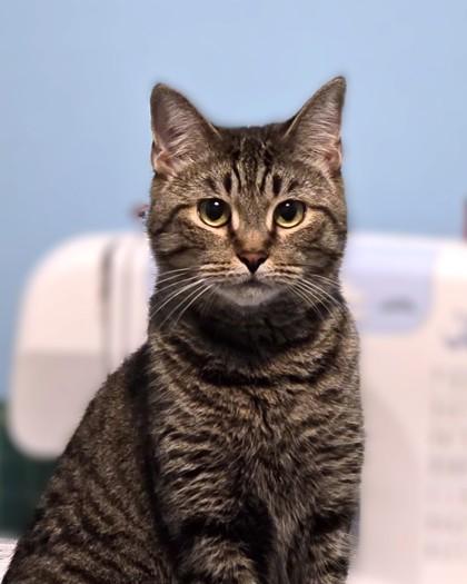 Napoleon, a Adoptable Domestic Short Hair in Washington, DC image 1/3