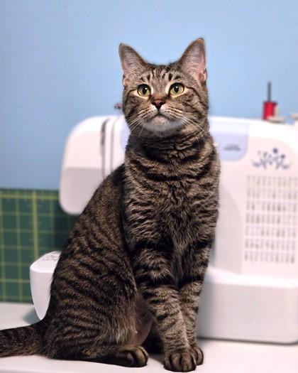Napoleon, a Adoptable Domestic Short Hair in Washington, DC image 2/3