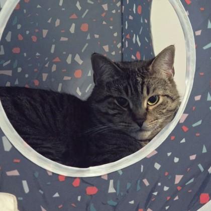 Napoleon, Adoptable, Adult Female Domestic Short Hair & Domestic Short Hair.