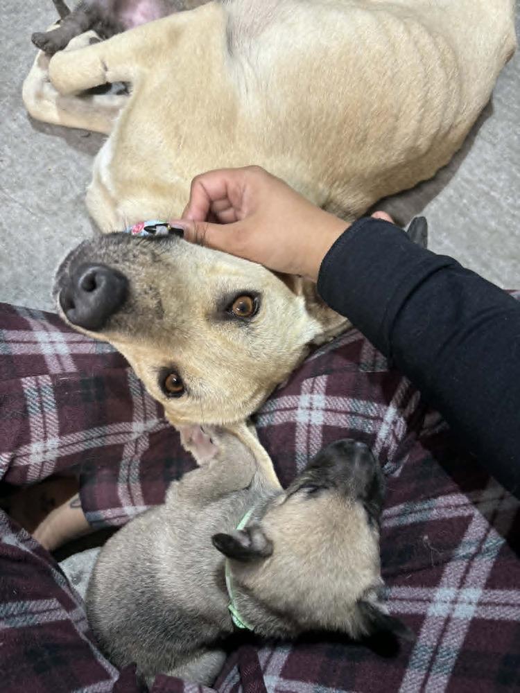 Callie  Located In thumbnail 3