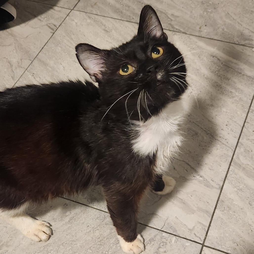 Karma, Adoptable, Adult Male American Shorthair & Domestic Short Hair.