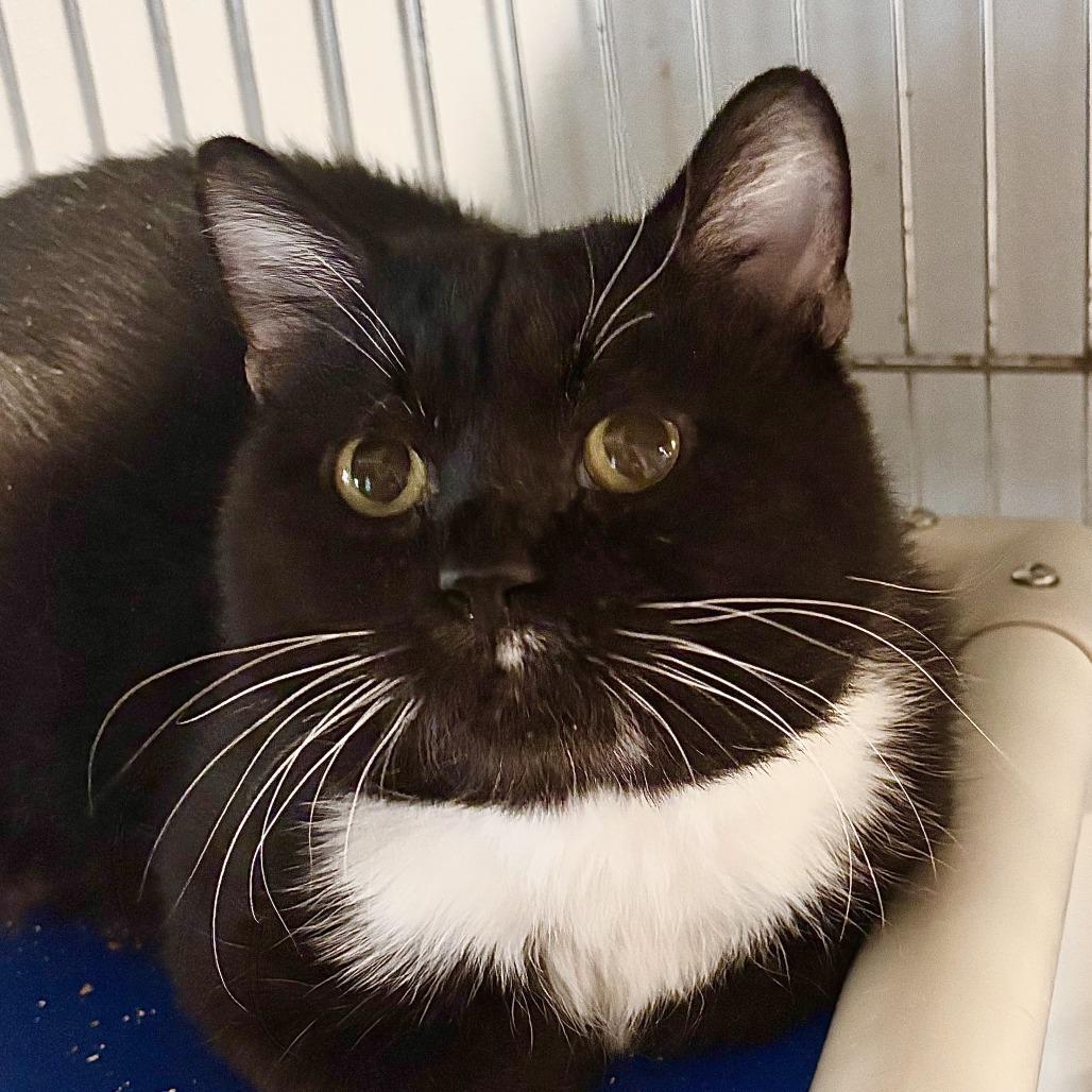 Karma, a Adoptable mixed breed in Brighton, MO image 2/5